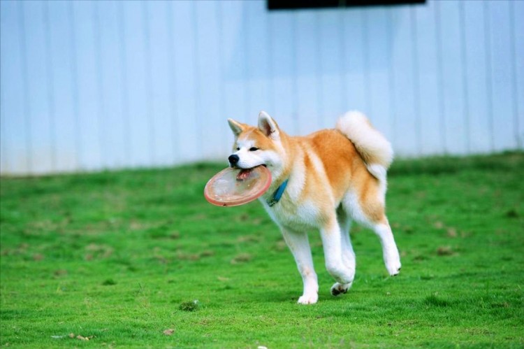 秋田犬和柴犬有哪些区别看完这几点你更想养谁