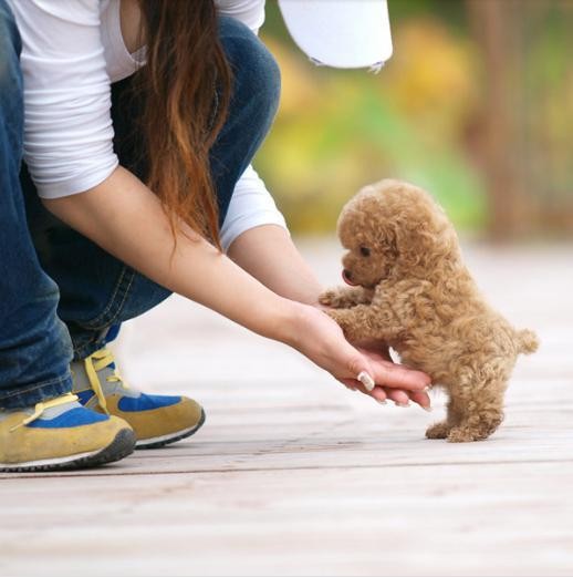 从这5个方面就可以知道泰迪犬把你当亲人还是外人