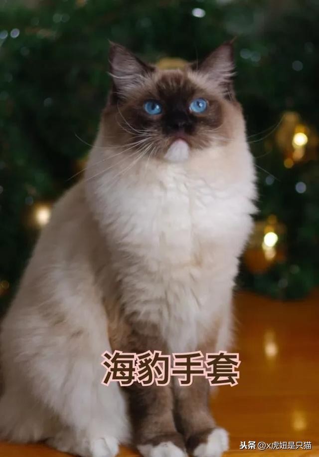 布偶猫所有花色图解