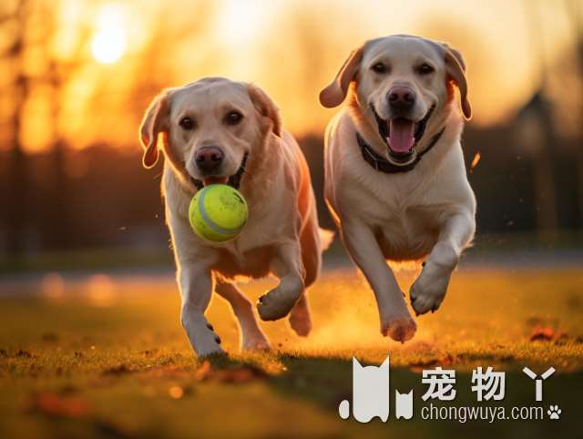 柴犬转圈的原因